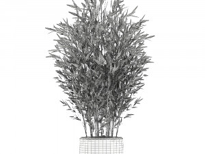 bamboo bush in a white flowerpot 653 Model 3D