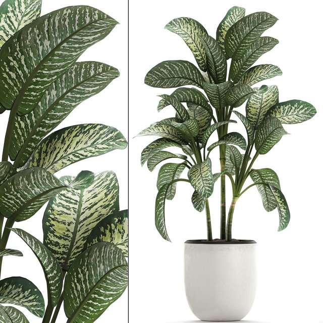 dieffenbachia in a white flowerpot 654 3D Model .c4d .max .obj .3ds .fbx .stl .blend 
