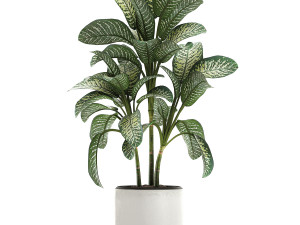dieffenbachia in a white flowerpot 654 3D Model