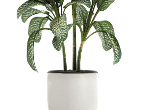 dieffenbachia in a white flowerpot 654 3D Model