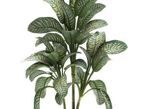 dieffenbachia in a white flowerpot 654 3D Model