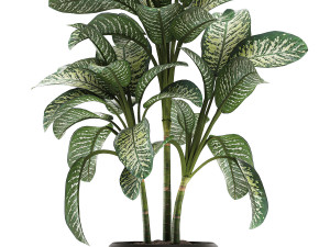 dieffenbachia in a white flowerpot 654 3D Model