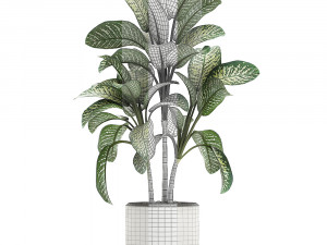 dieffenbachia in a white flowerpot 654 3D Model
