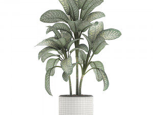 dieffenbachia in a white flowerpot 654 3D Model
