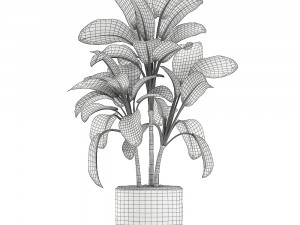 dieffenbachia in a white flowerpot 654 3D Model