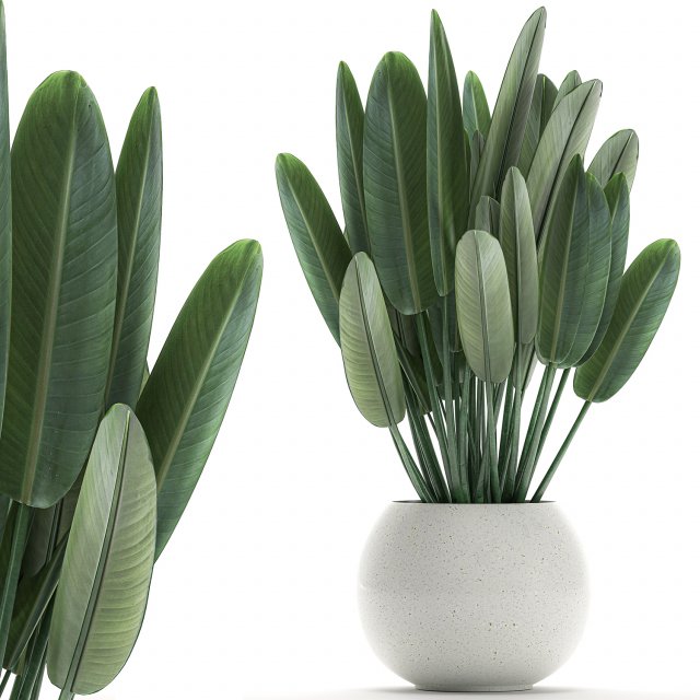 strelitzia in a white pot for the interior 656 3Dモデル .c4d .max .obj .3ds .fbx .stl .blend 