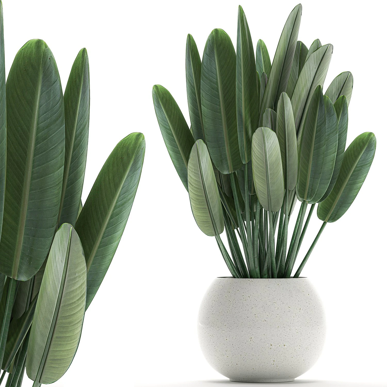 strelitzia in a white pot for the interior 656 3D Model .c4d .max .obj .3ds .fbx .stl .blend