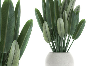 strelitzia in a white pot for the interior 656 3D 模型