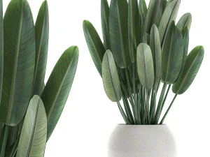 इंटीरियर 656 के लिए एक सफेद बर्तन में स्ट्रेलित्ज़िया 3D मॉडल