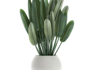 strelitzia in a white pot for the interior 656 3D Model