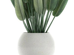 strelitzia in a white pot for the interior 656 3D Model