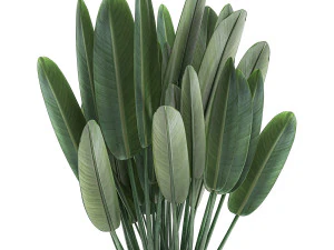 strelitzia in a white pot for the interior 656 3D Model