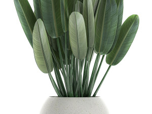 strelitzia in a white pot for the interior 656 3Dモデル