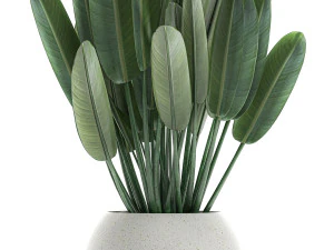 strelitzia in a white pot for the interior 656 3D Model