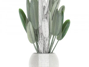 strelitzia in a white pot for the interior 656 3D Model