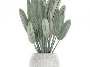 strelitzia in a white pot for the interior 656 3D Model