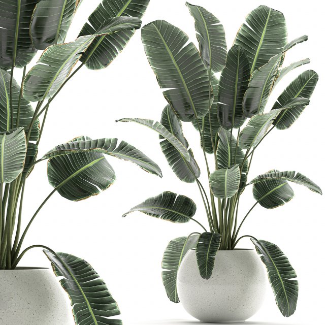 banana palm in a white pot for the interior 655 3D-Modell .c4d .max .obj .3ds .fbx .stl .blend 