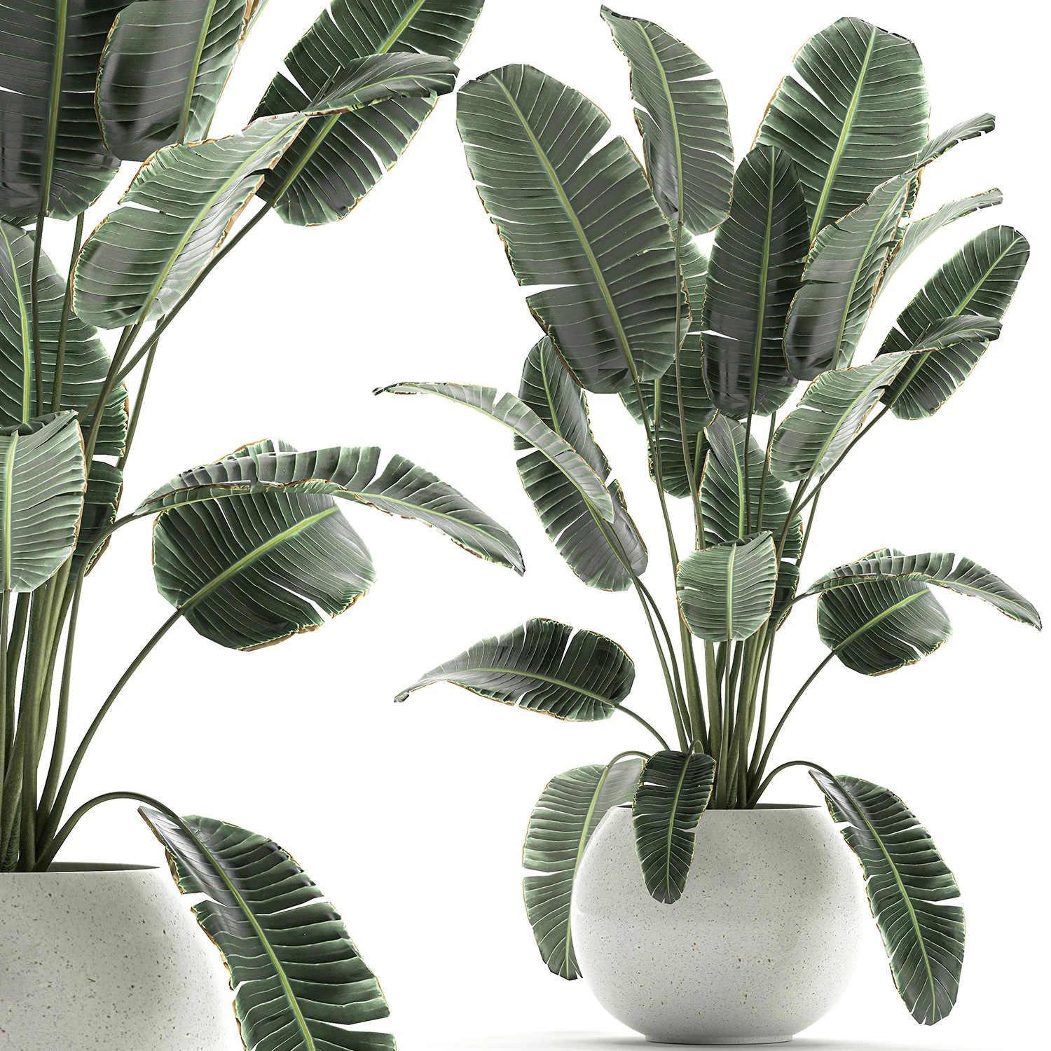 banana palm in a white pot for the interior 655 3D Model .c4d .max .obj .3ds .fbx .stl .blend 