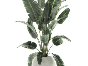 banana palm in a white pot for the interior 655 3D-Modell