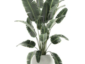 banana palm in a white pot for the interior 655 3D Model