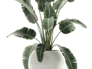 banana palm in a white pot for the interior 655 3D-Modell