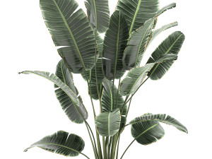 banana palm in a white pot for the interior 655 3D-Modell