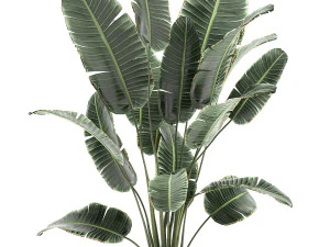 banana palm in a white pot for the interior 655 3D Model