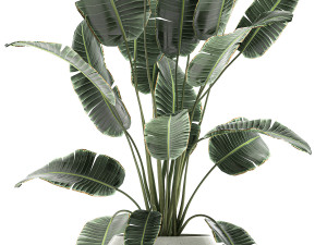 banana palm in a white pot for the interior 655 3D-Modell