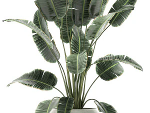 banana palm in a white pot for the interior 655 3D Model