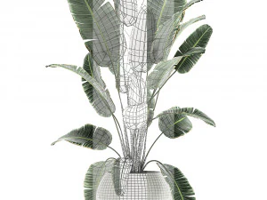 banana palm in a white pot for the interior 655 3D Model