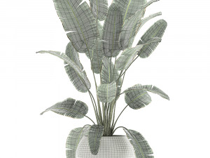banana palm in a white pot for the interior 655 3D-Modell