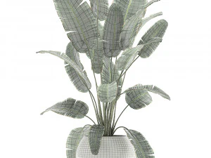 banana palm in a white pot for the interior 655 3D Model
