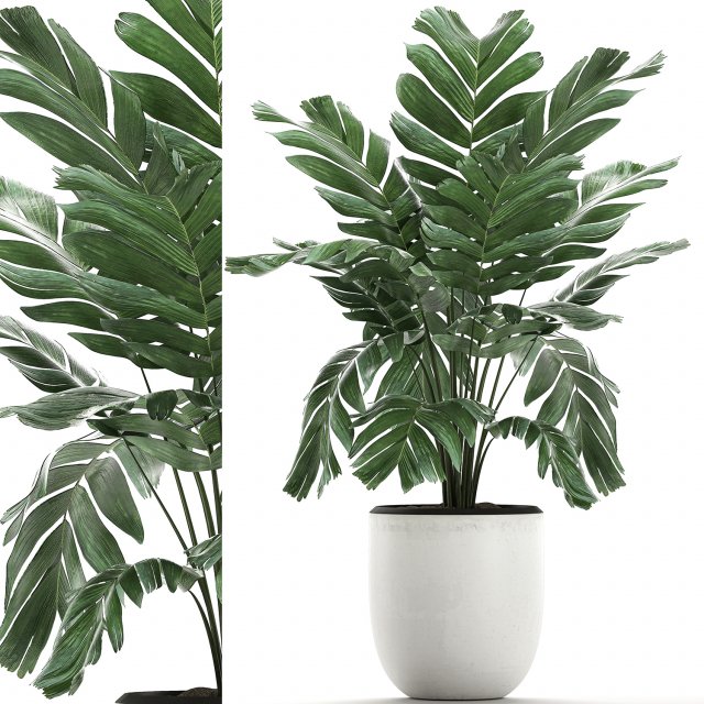 chamaedorea palm in a white pot for the interior 655 3D मॉडल .c4d .max .obj .3ds .fbx .stl .blend 