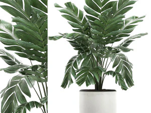 Palmeira chamaedorea em vaso branco para interior 655 Modelo 3D
