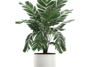 chamaedorea palm in a white pot for the interior 655 3D मॉडल