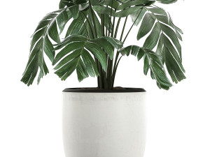 chamaedorea palm in a white pot for the interior 655 3D मॉडल