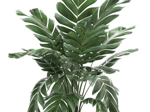 chamaedorea palm in a white pot for the interior 655 3D मॉडल