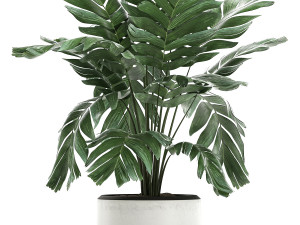 chamaedorea palm in a white pot for the interior 655 3D मॉडल