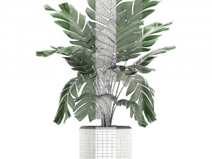 chamaedorea palm in a white pot for the interior 655 3D मॉडल