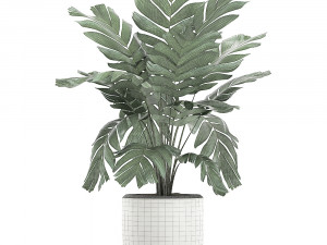 chamaedorea palm in a white pot for the interior 655 3D मॉडल