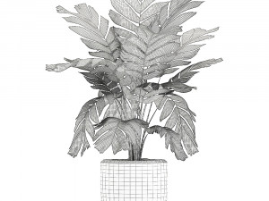 chamaedorea palm in a white pot for the interior 655 3D मॉडल