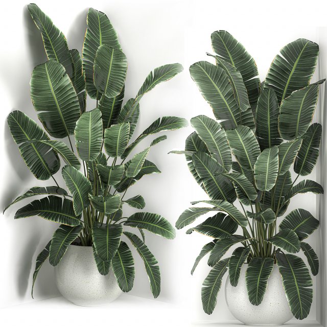 banana palm in a white pot for the interior 658 Modèle 3D .c4d .max .obj .3ds .fbx .stl .blend 