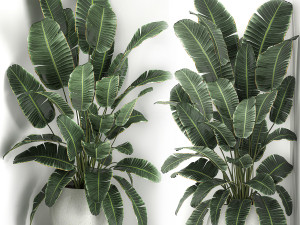 banana palm in a white pot for the interior 658 3D 모델