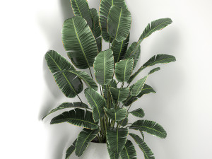banana palm in a white pot for the interior 658 Modèle 3D