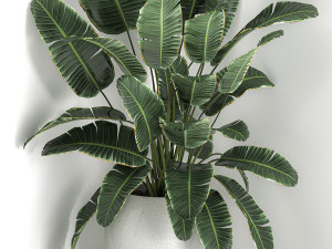 banana palm in a white pot for the interior 658 Modèle 3D