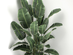 banana palm in a white pot for the interior 658 Modèle 3D