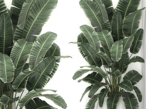 banana palm in a white pot for the interior 658 Modèle 3D