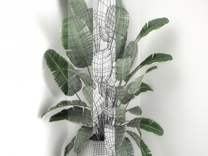banana palm in a white pot for the interior 658 Modèle 3D