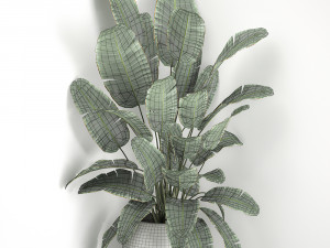 banana palm in a white pot for the interior 658 Modèle 3D