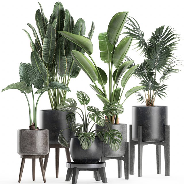 plants in a black pot for the interior 658 3D Model .c4d .max .obj .3ds .fbx .stl .blend